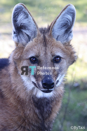 Maned wolf