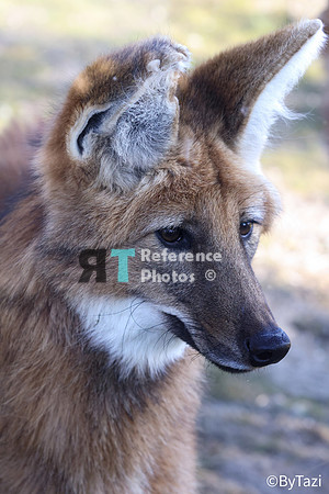 Maned wolf