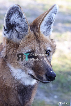 Maned wolf