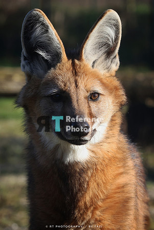 Maned wolf