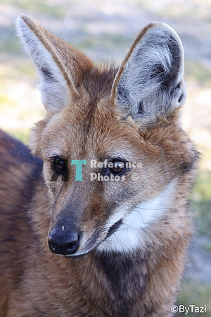 Maned wolf