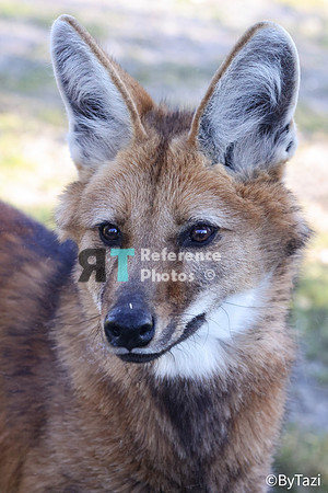 Maned wolf