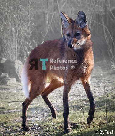 Maned wolf (Note: Grainy but still quite detailed)