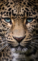 Leopard with blue eyes (close up) (re-edit)