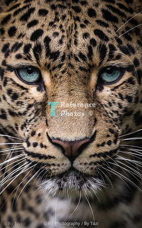 Leopard with blue eyes (close up) (re-edit)