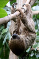 Linnaeus's two-toed sloth