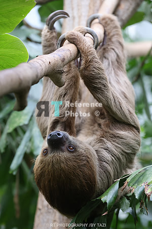Linnaeus's two-toed sloth