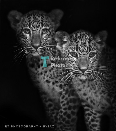 Leopard cubs (Note: Quite grainy & only available in black & white)