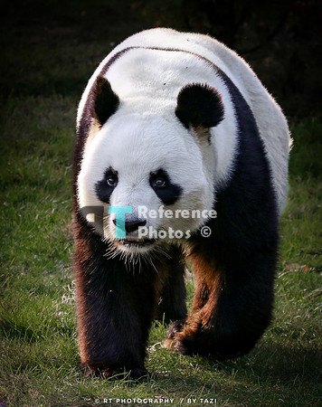 Giant panda