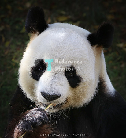 Giant panda