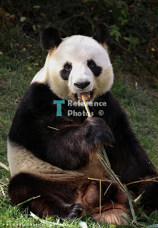 Giant panda
