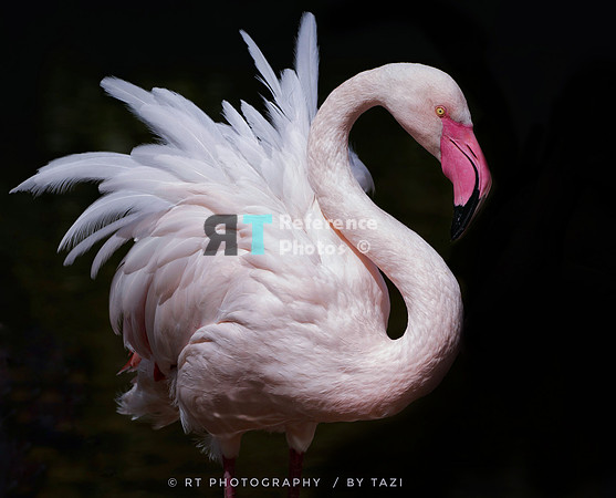 Flamingo shaking its feathers