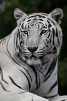 White tiger