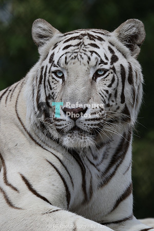 White tiger