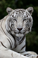 White tiger