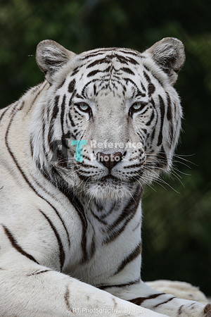 White tiger