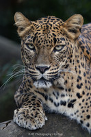 Sri Lankan leopard