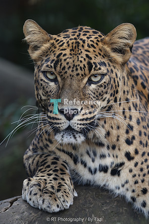 Sri Lankan leopard