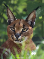 Caracal (background partialy AI)