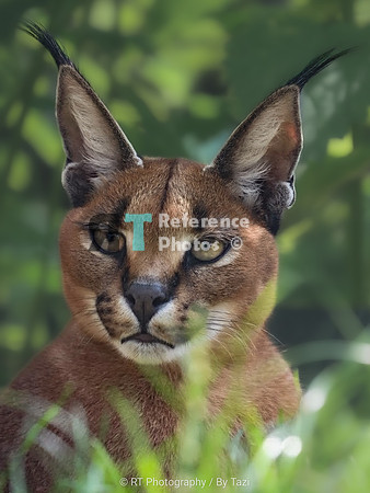 Caracal (background partialy AI)
