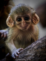 Baby talopoin monkey
