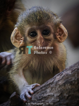 Baby talopoin monkey