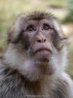 Barbary macaque