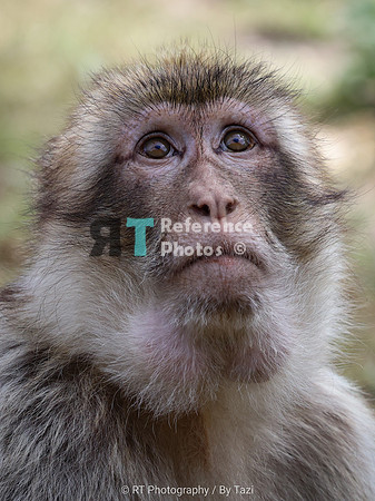 Barbary macaque