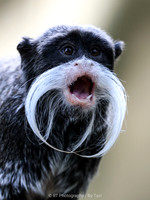 Emperor tamarin