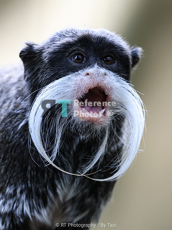 Emperor tamarin
