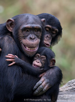 Chimpanzee mother with baby and younger sister