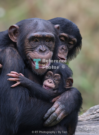 Chimpanzee mother with baby and younger sister