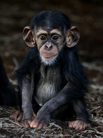 One year old chimpanzee