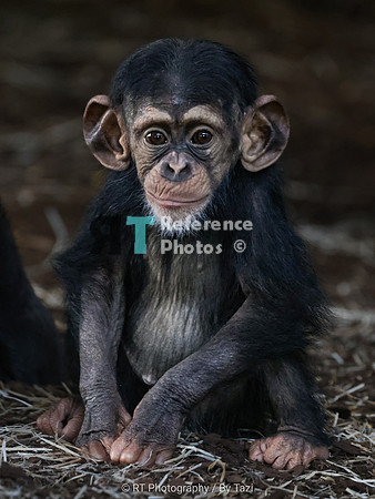 One year old chimpanzee