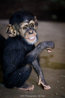 One year old chimpanzee