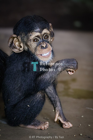 One year old chimpanzee