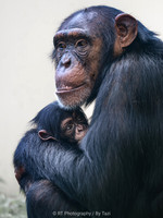 Chimpanzee mother with baby