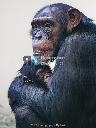 Chimpanzee mother with baby