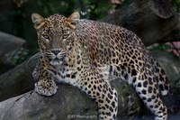 Sri Lankan leopard
