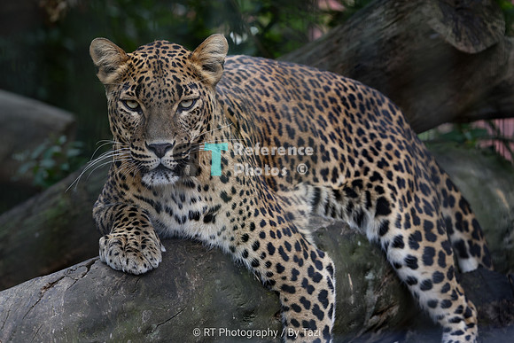 Sri Lankan leopard