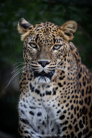Sri Lankan leopard