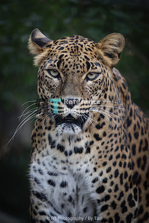Sri Lankan leopard