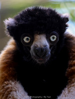 Crowned sifaka