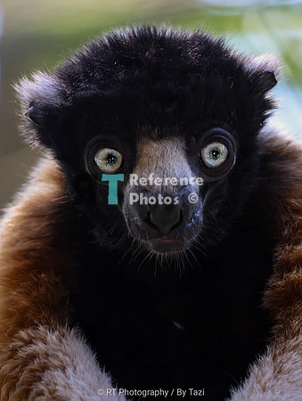 Crowned sifaka