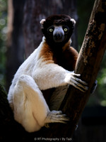 Crowned Sifaka