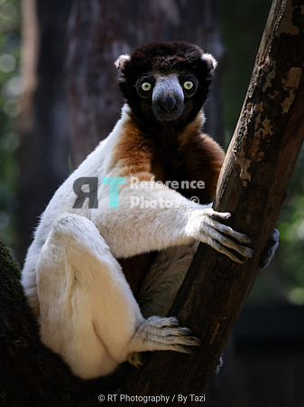 Crowned Sifaka