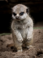 Meerkat pup