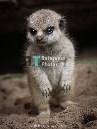 Meerkat pup