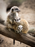 Meerkat family