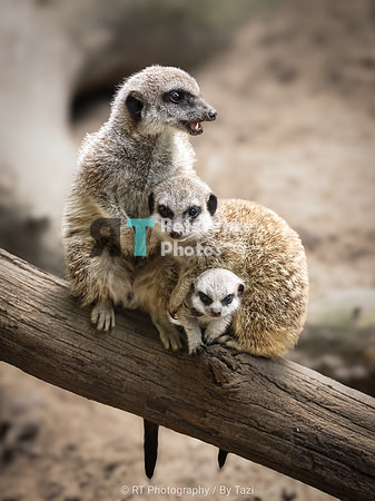 Meerkat family